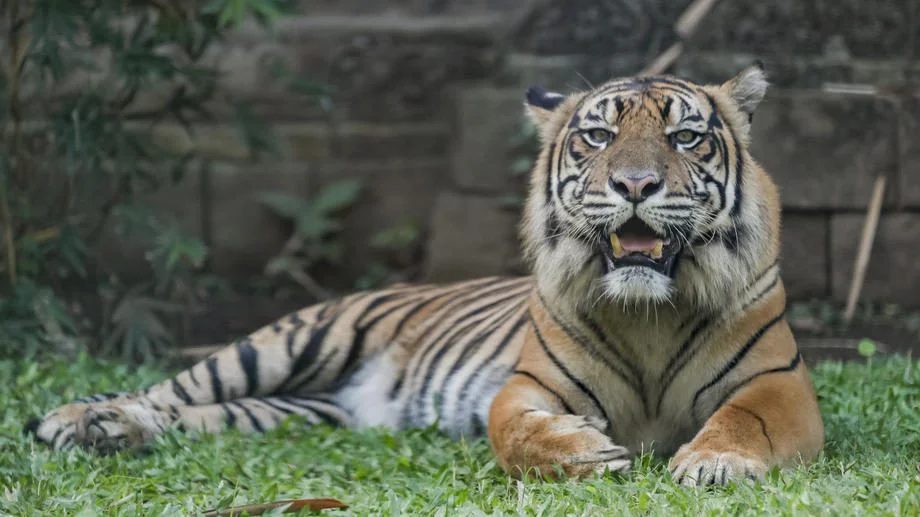 Svetski dan zaštite životinja: U Srbiji se ne primenjuju zakoni 1