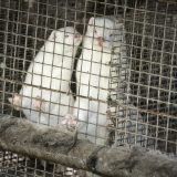 U Danskoj posebne mere zbog mutiranog korona virusa kod nerca 6