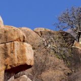 Oaza homosapijensa 13