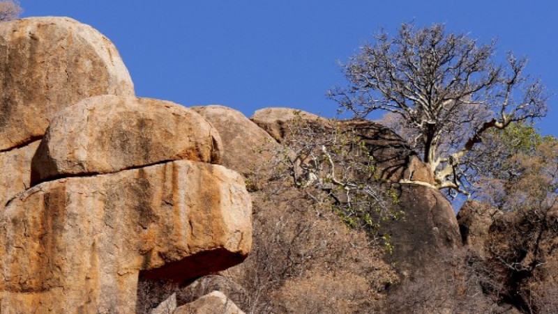 Oaza homosapijensa 1