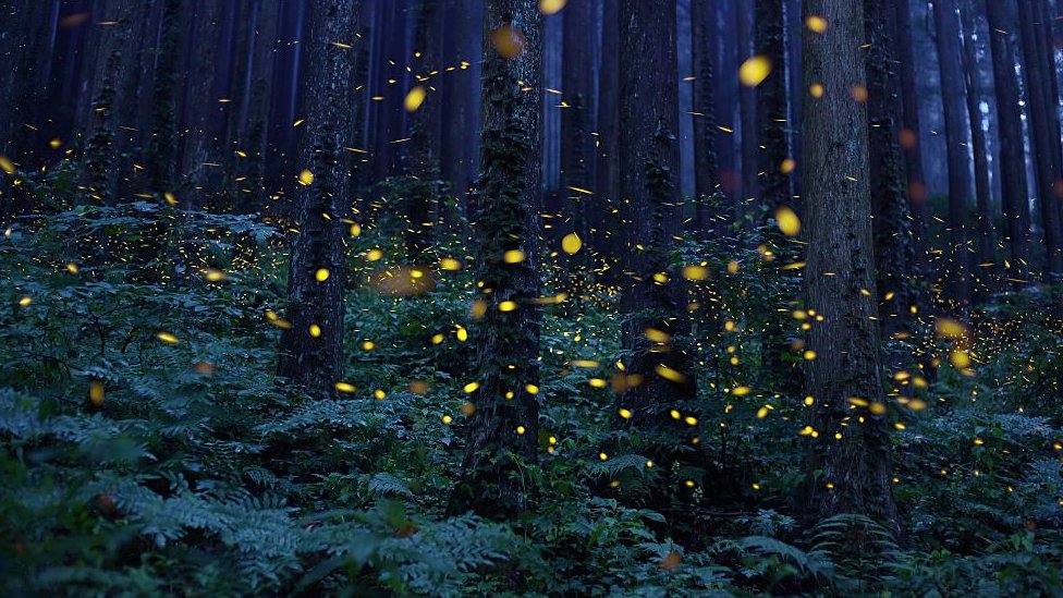 Fireflies in a forest