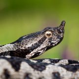 Životinje i priroda u Srbiji: Kad se zmija zavuče u kolevku za bebe i u saksiju na terasi 7