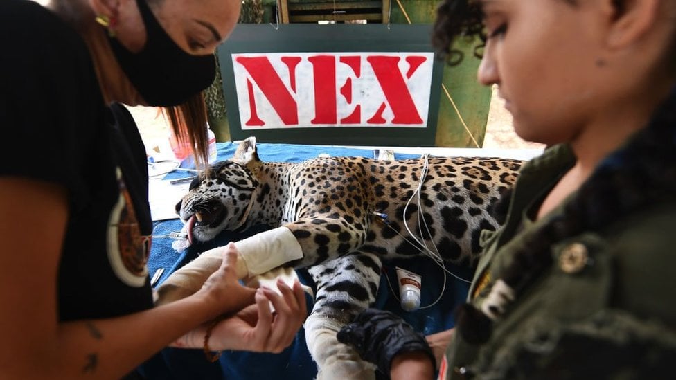 An adult female jaguar with burnt paws receives treatment