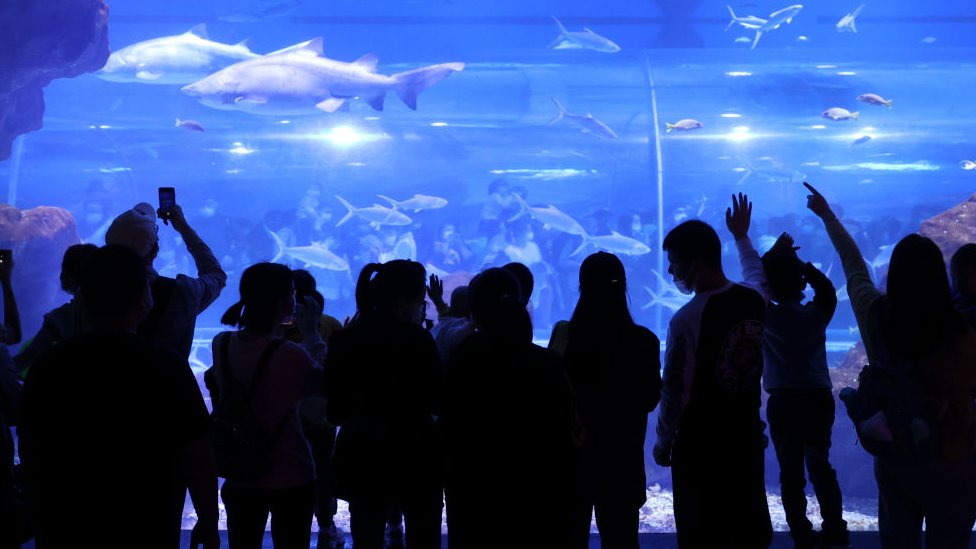 Korona virus: Kako je Vuhan postao najposećeniji grad u Kini 4 Tourists at Wuhan's aquarium