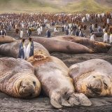 Antarktik i životinje: Najveća santa leda na svetu na putu je da se sudari sa kolonijom foka i pingvina 7