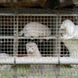 Životinje, korona virus i Danska: Ubiće 17 miliona kuna u strahu od nove zaraze 4