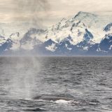 Životinje i lov: Plavi kitovi se vraćaju u vode u kojima su ih skoro istrebili 7