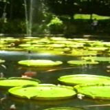 Indonezija: Bašta iz snova na Javi 9