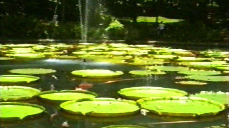 Indonezija: Bašta iz snova na Javi 1