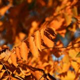 U Srbiji oblačno i slaba kiša, mestimično vlažni kolovozi 9