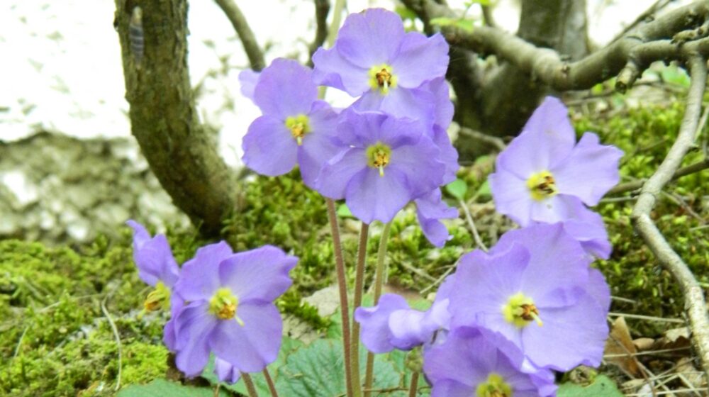 Ramonda: Svedok klimatskih promena, kako sadašnjih, tako i onih iz davne prošlosti 1