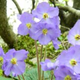 Ramonda: Svedok klimatskih promena, kako sadašnjih, tako i onih iz davne prošlosti 3