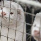 Posle kuna u Danskoj ubijaju i mačke pozitivne na korona virus 6