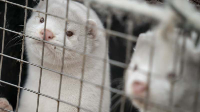 Protest farmera Danske zbog likvidacije vizona 1