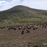 Beloglavi supovi i u Specijalnom rezervatu prirode „Peštersko polje“ 7