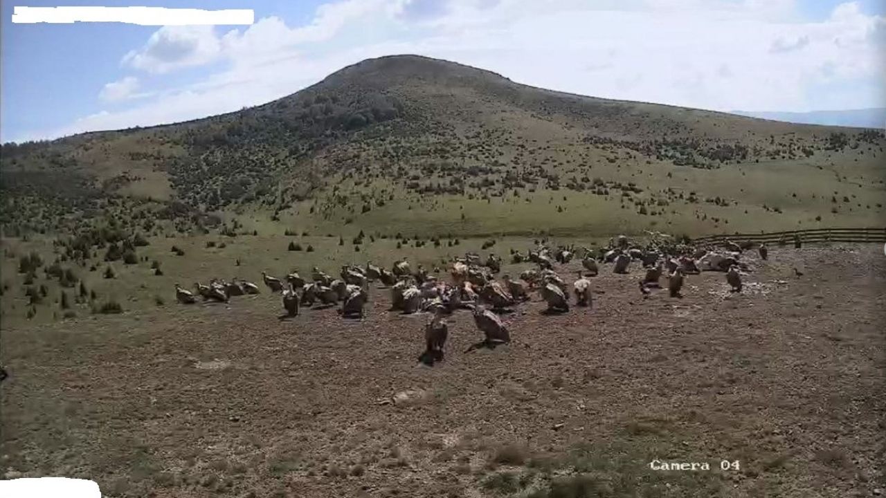 Beloglavi supovi i u Specijalnom rezervatu prirode „Peštersko polje“ 1