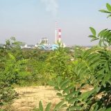 TE-KO Kostolac sadi 17.600 brestova 11