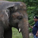 Pevačica Šer u Pakistanu prati najusamljenijeg slona na svetu u novi dom 1