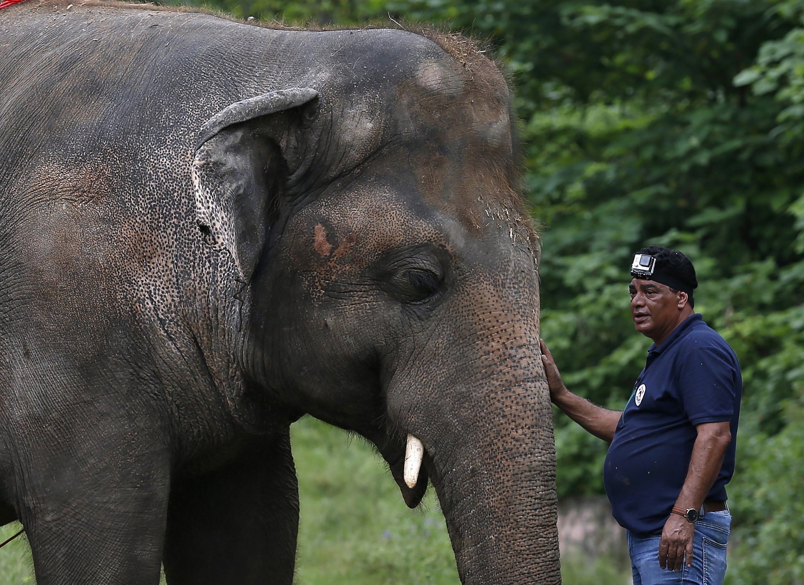 Pevačica Šer u Pakistanu prati najusamljenijeg slona na svetu u novi dom 1