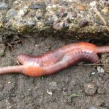 Prva mapa koja pokazuje rasprostranjenost glista u svetu 1