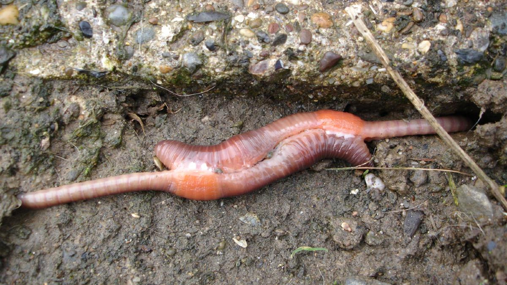 Prva mapa koja pokazuje rasprostranjenost glista u svetu 1