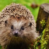 Zašto je jesen posebno opasna za ženke ježeva? 5