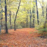 jesen, vreme, šuma,