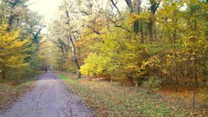 Ministar poljoprivrede, šumarstva i vodoprivrede Dragan Glamočić uručio je danas ugovore o podsticajima za održivi razvoj i unapređenje šumarstva.