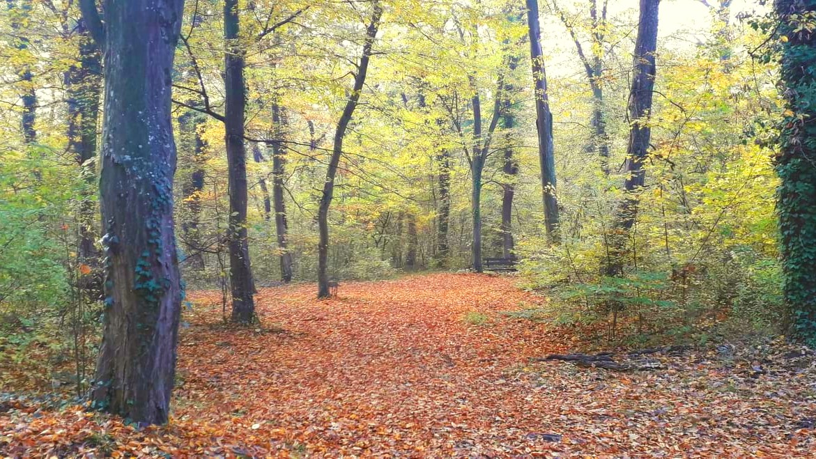 jesen, vreme, šuma,