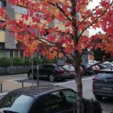 Broj obolelih od korone u Kraljevu za vikend povećan za 61 14