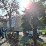 Na Kalemegdanu počela zaštita palmi za zimu (FOTO; VIDEO) 10