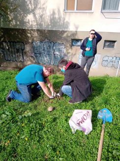 NDMBGD poziva građane da se pridruže akciji sadnje drveća 2