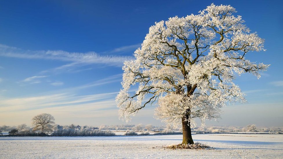 A snowed, flat, landscape, with a frozen tree in the foreground. It's sunny and the sky is blue.