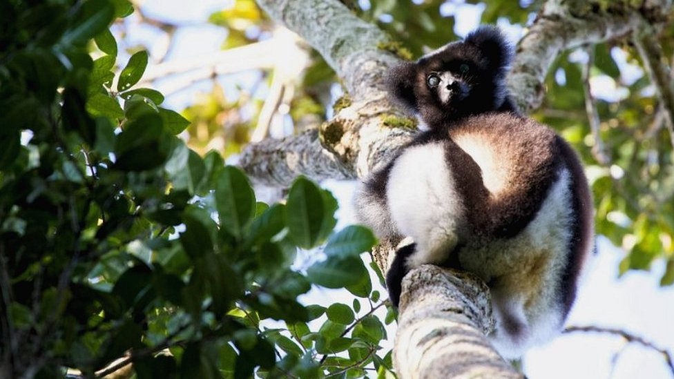 Lemur (c) Victoria Gill