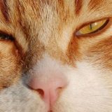 Korona virus dosad otkriven kod 29 životinjskih vrsta 5