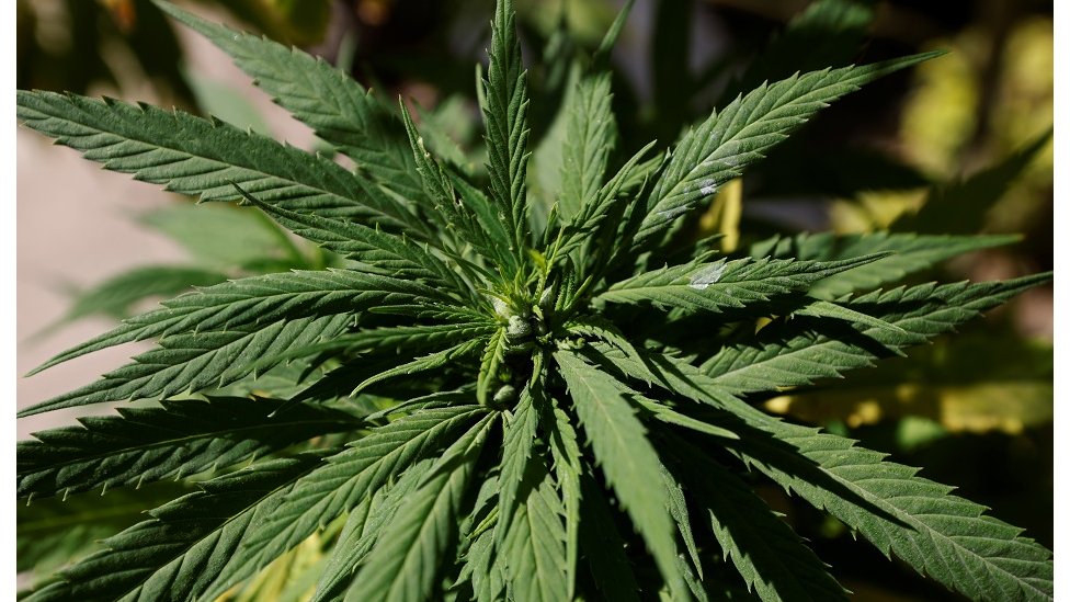 Legalizacija kanabisa u Americi: Predstavnički dom usvojio zakon o dekriminalizaciji 1 kanabis