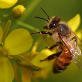 Životinje i priroda: Azijske pčele izmetom brane košnice od stršljena 5