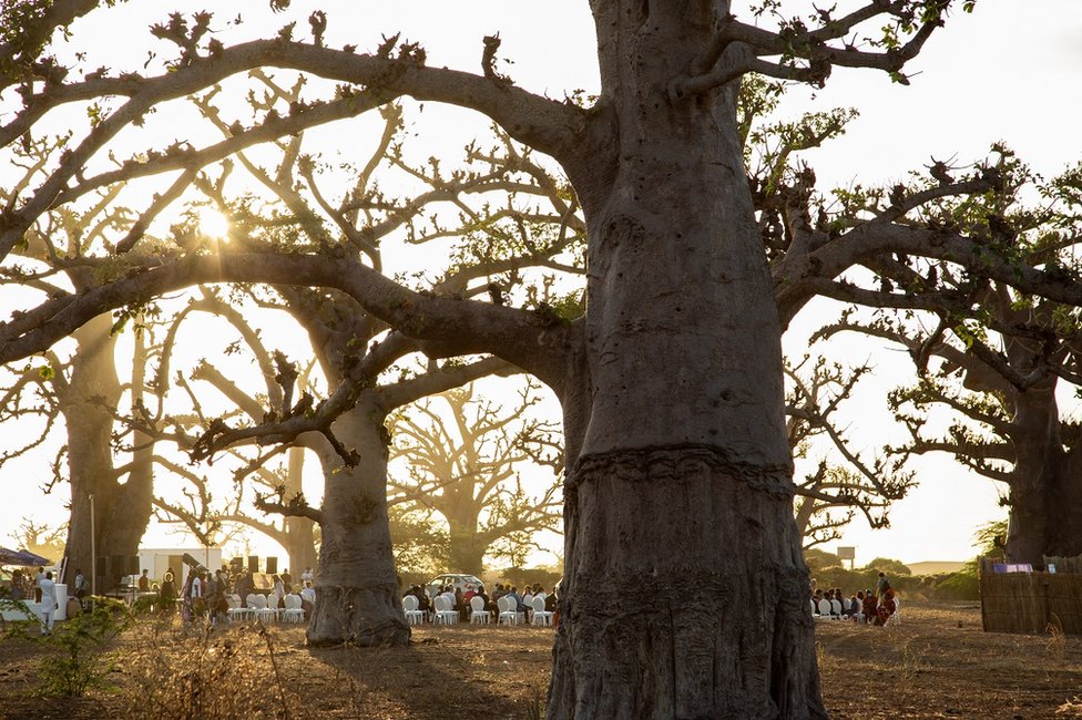 Korona virus, moda i Afrika: Nesvakidašnja revija u senegalskoj šumi baobaba 7 Baobab forest