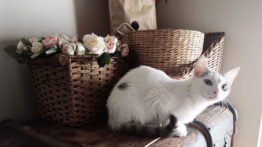 Mačke ne prenose koronu 1