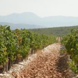 Bosna i Hercegovina: Vino sa odsjajem Neretve 6