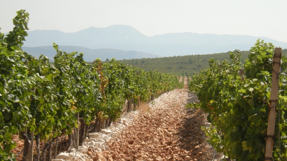Bosna i Hercegovina: Vino sa odsjajem Neretve 1