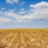 Ravnica i vojvođanski "d-mol" 5