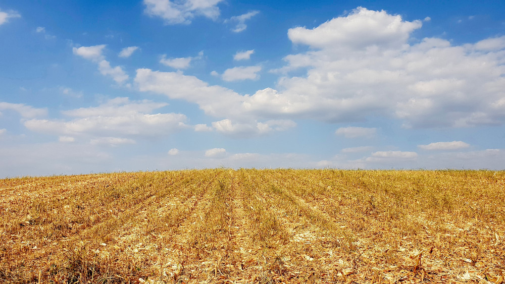 Ravnica i vojvođanski "d-mol" 1