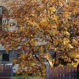 Naredne nedelje udari vetra i do 100 kilometara na sat 14