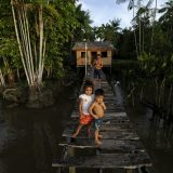 Amazonska prašuma za 18 godina izgubila površinu jedne Španije 1