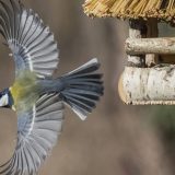 Jedinstveno takmičenje u zimskom prihranjivanju ptica od 15. decembra 11