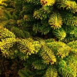 JKP Zelenilo: Kupovinom jelki sa busenom sprečiti seču četinara 8