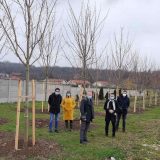 Nastavak zaštite životne sredine formiranja drvoreda u Kostolcu 7