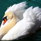 Uginuli labudovi kod Borče oboleli od ptičjeg gripa, nema opasnosti za ljude 4