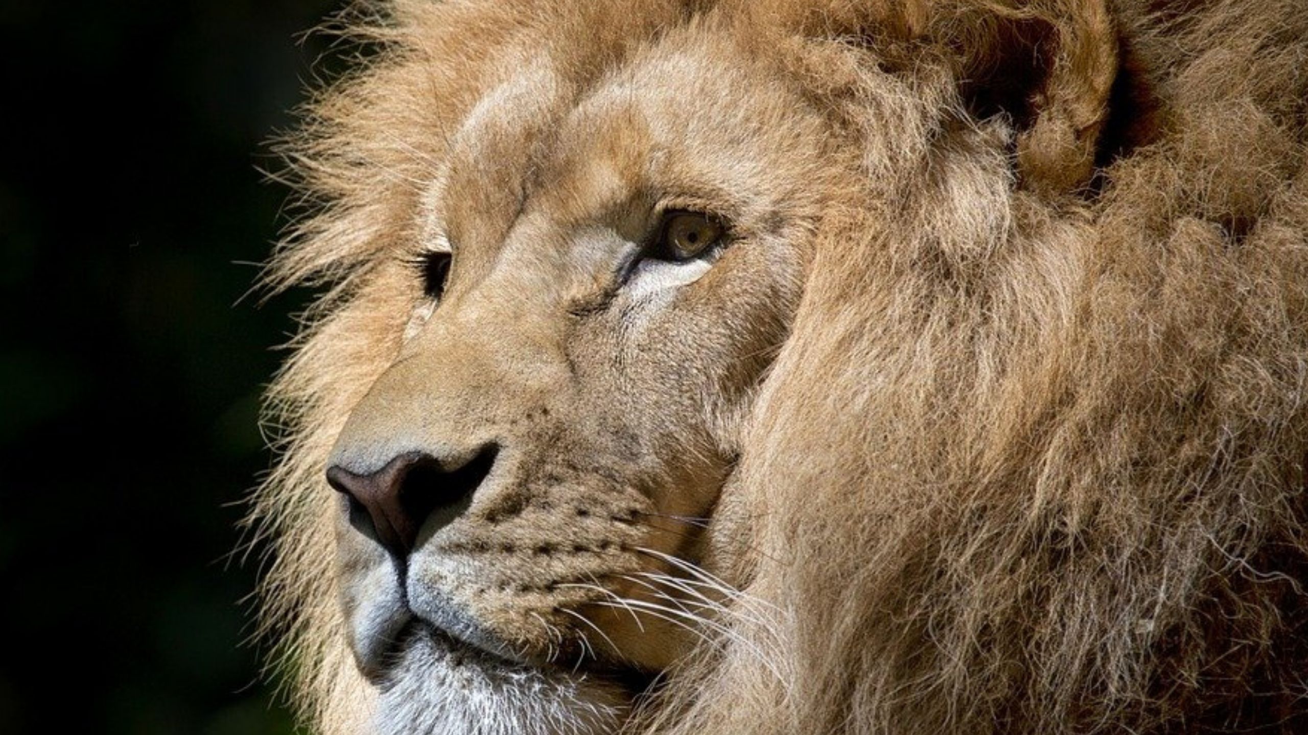 Četiri lava iz zoo vrta u Barseloni ozdravila od korona virusa 1